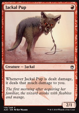 Jackal Pup 