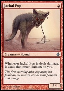 Jackal Pup 