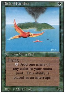 Birds of Paradise - Revised