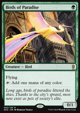 Birds of Paradise 