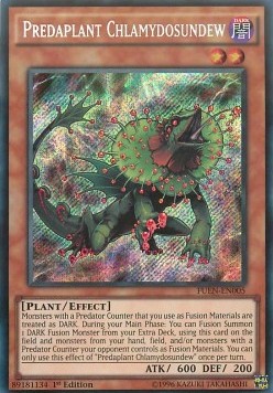 Predaplant Chlamydosundew 